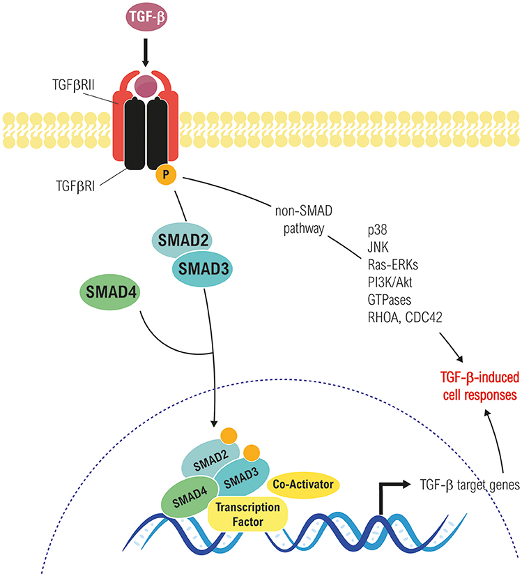 tgf beta pathway