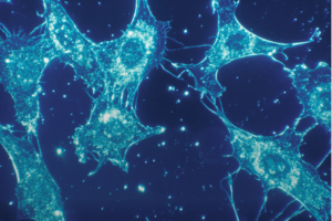 Human connective tissue cells at 500x magnification (500 times larger than their real size).