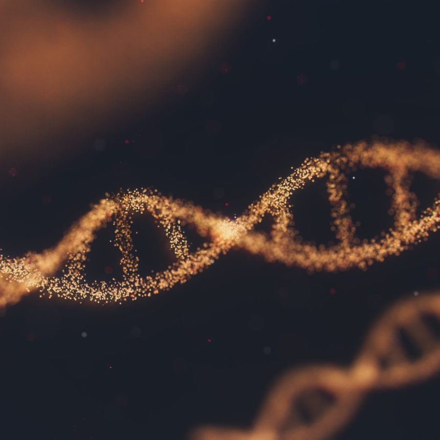 strand of DNA strand of DNA