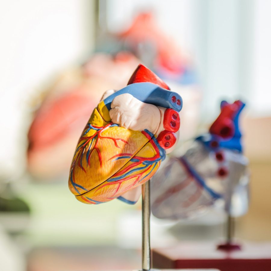 model of heart
